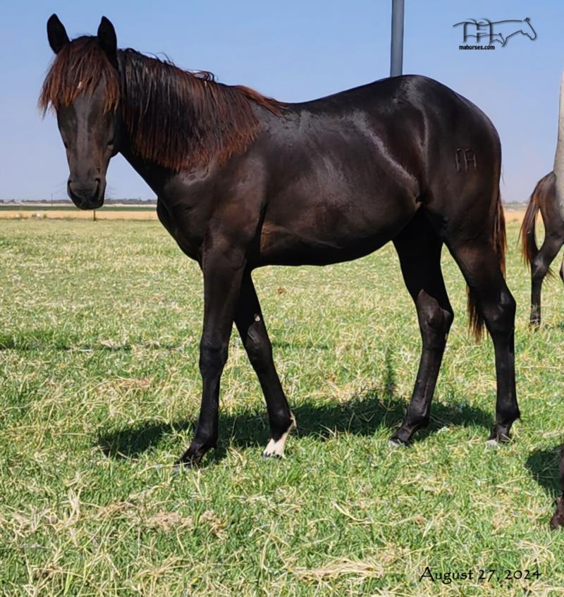 Funny B Redhotribbon's 2023 Filly